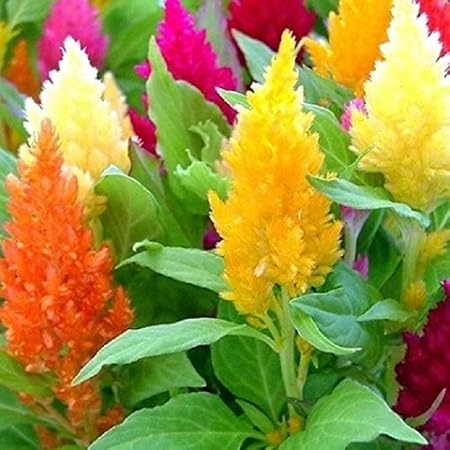 Splendour Seeds Celosia Plumosa Dwarf Mix flower seeds
