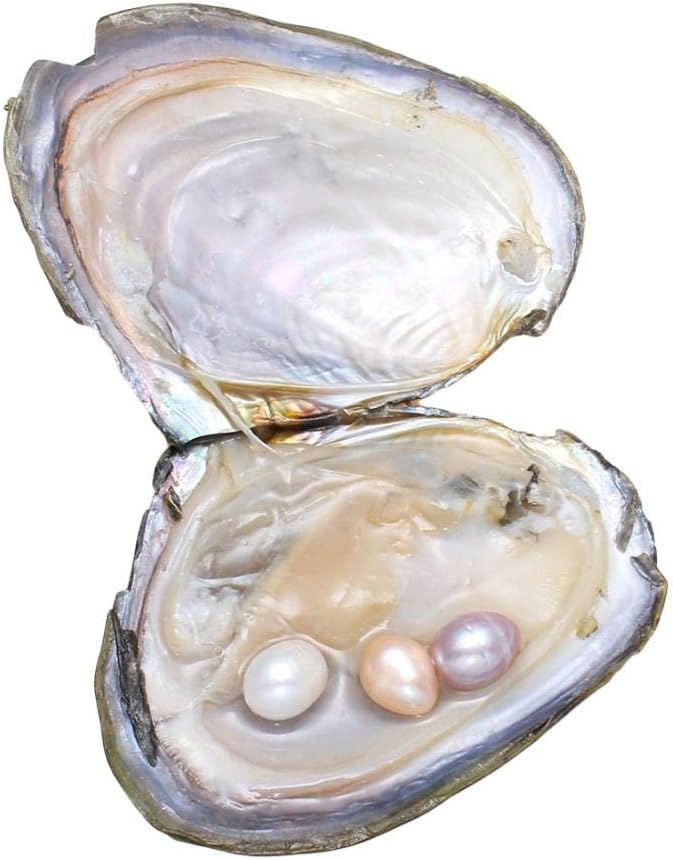 Oysters with Pearls Inside Freshwater Cultured Oysters one Pearl Oyster