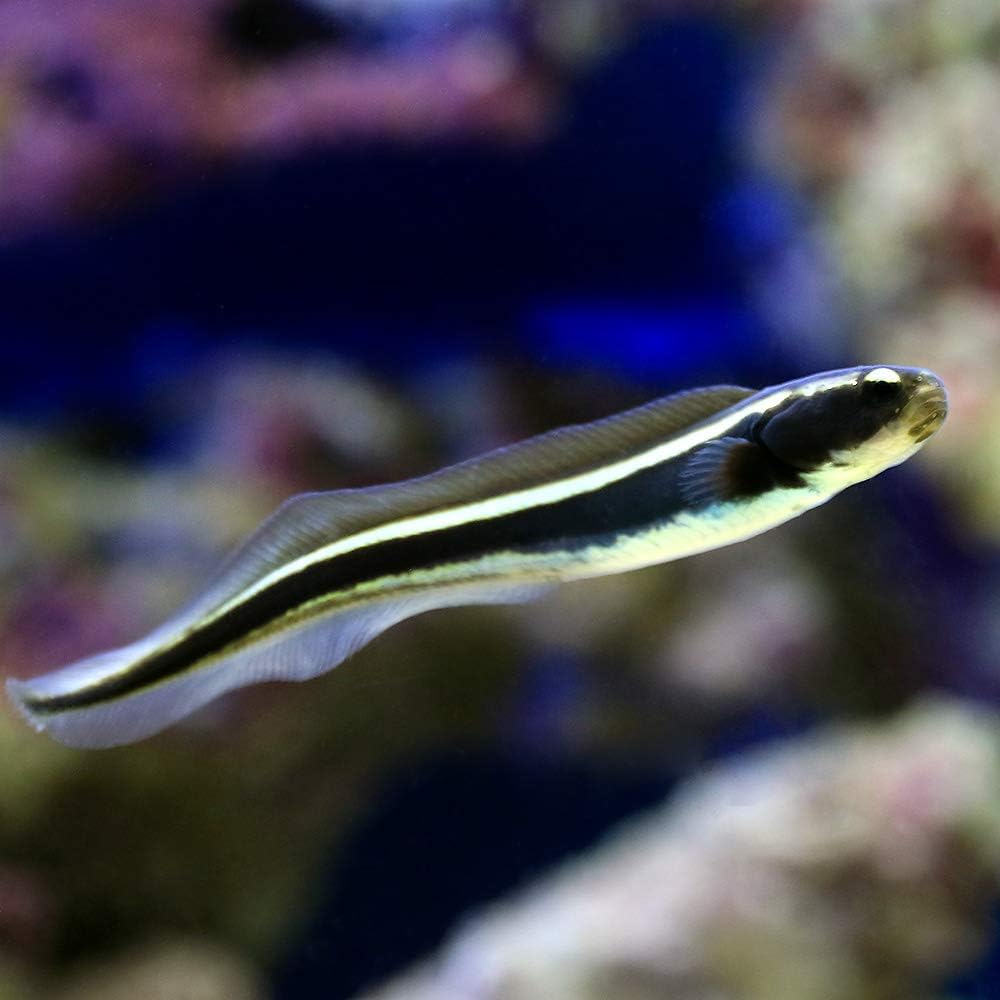 海水魚 コンビクトブレニー １匹 北海道 九州 沖縄航空便要保温 Charm チャーム 観賞魚 水中生物 通販 Amazon