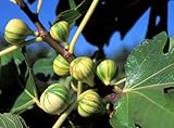 Panache Tiger Stripe Edible Fig Plant - Sweet - 2.5