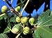 Panache Tiger Stripe Edible Fig Plant - Sweet - 2.5" Pot - Candy Stripe Fig