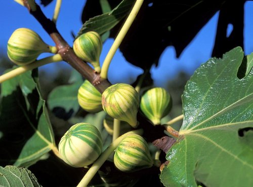 Panache Tiger Stripe Edible Fig Plant - Sweet - 2.5 Panache Tiger Stripe Edible Fig Plant - Sweet - 2.5