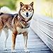 2020 Shiba Inu Calendar 16 Month 12 x 12 Wall Calendar by Bright Day Calendars (Shiba Inu 2019)