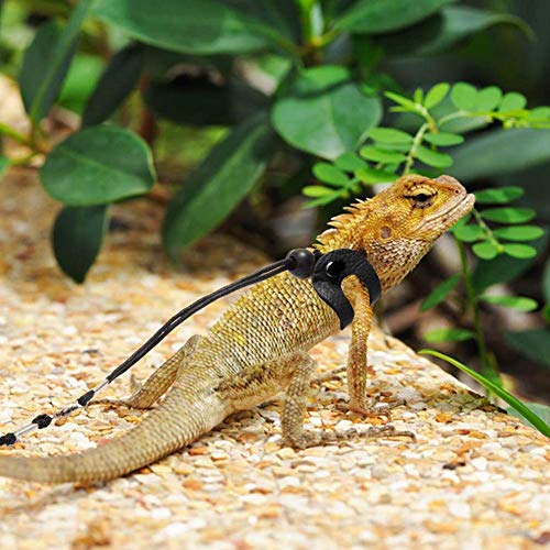 image for Lyeiaa 3 Packs Bearded Dragon Harness and Leash Adjustable(S,M,L) - So