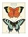 Cavallini Papers & Co. Notebook Set Birds & Butterflies 96 Pages 2 Notebooks Packaged Together As One Set, 4 x 5