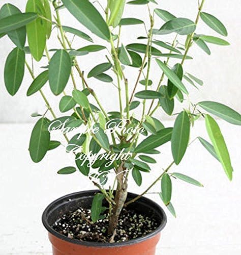 Seeds Codariocalyx motorius Dancing Plant Leaves Move! Great Container Plant (10 Seeds NO Tracking)