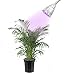 LED Concepts® Grow Light – Miracle Plant Light Clip Desk Lamp for Hydroponics Greenhouse Organic - 5W 22” 360° Flexible Neck Light