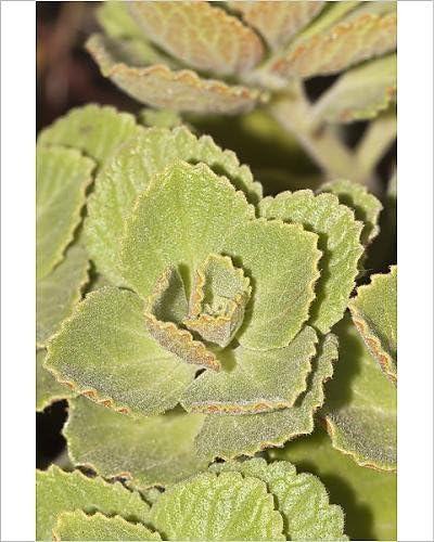 10x8 Print of Scaredy cat plant -Coleus canina Hybr.-, drives away cats and dogs (12528977)