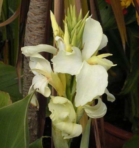 Canna Lily "Ermine" Live Plant