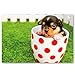 PUPPIES postcard set of 20 postcards. Puppy post card variety pack. Made in USA.