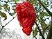 Jigsaw Hot Pepper 10+ Seeds