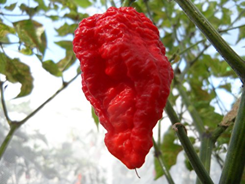 Jigsaw Hot Pepper 10+ Seeds Jigsaw Hot Pepper 10+ Seeds