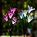 Outdoor Solar Garden Stake Lights - 2 Pack Solarmart Solar Powered Lights with 8 Lily Flower, Multi-color Changing LED Solar Stake Lights for Garden, Patio, Backyard (Purple and White)