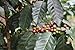 Paradise Mountain Organic Coffee, Thailand Dark Roast, USDA Certified Organic, Direct Trade, Whole Bean Coffee 16oz
