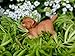 PRETMANNS Fairy Garden Fairies – Miniature Accessories – Fairy Figurines with Boy Fairy & Dog – Gazebo Fairy Garden Kit – 5 Pieces – Fairy Garden Supplies