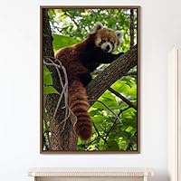 Framed Canvas Wall Art Red Panda Animals Expressive Koala Living Room Multicolor Photography Tropical - 16x24 inches