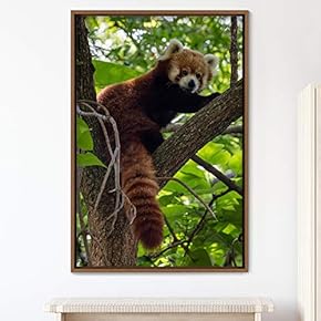 signwin Framed Canvas Wall Art Red Panda Animals...
