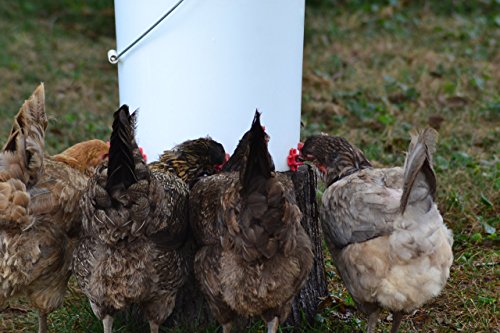 50 Pack - Make Your Own Waterer Kit - Horizontal Side Mount Chicken Nipples + Installation Piece