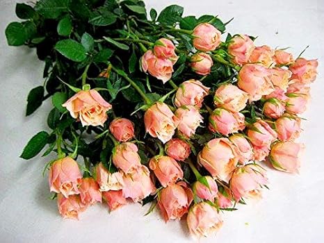 Amazon Co Jp バラ 生花 切り花 薔薇 ミニバラ オレンジ S Oドット Oなど5本 ホーム キッチン