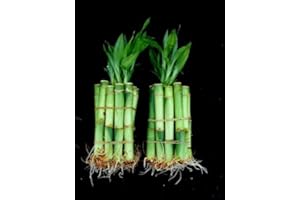 BETTERDECOR 20 Stalks of 4 Inches Straight Lucky Bamboo