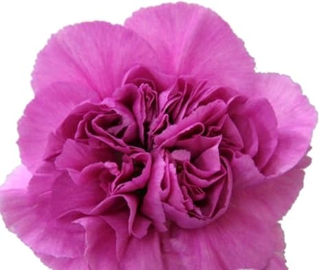 Amazon 生花 切り花 母の日限定 種類豊富 手作り アレンジ 花束 花材 ギフト 本数 色 セレクト 1本 パープルファリダ 切り花 オンライン通販