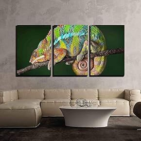 a Ambilobe Panther Chameleon is Sleeping on a...