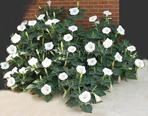 100 seeds - Datura Angel Trumped Moon flower WHITE thorn apple Fragrent blooms