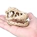 Bestgle Aquarium Fish Tank Decoration Ornament Resin Emulational Dinosaur Head Bone Skull Accessories