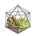 NCYP Hanging Geometric Glass Terrarium, Balcony Windowsill Wall Decor Glass Flower Pot, Modern Large Indoor Garden Tabletop Landscape Icosahedron Planter for Succulents Air Plants (NO Plants)