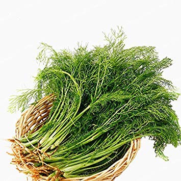 Fash Lady Europe Fragrant Bulb Fennel Seeds Fresh and Green Organic Vegetable Foeniculum Dulce Anise-Flavored Crispy Fennel 100 Seeds/Bag