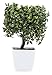 Juvale Artificial Bonsai Tree - Fake Plant Decoration, Potted Artificial House Plants, Ficus Bonsai Plant with Ceramic Pot, for Decoration, Desktop Display, Zen Garden Décor - 7 x 7 x 10.3 Inches