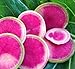 Watermelon Radish Seeds, 120+ Premium Heirloom Seeds,Fantastic Addition to Your Home Garden! Top Pick, (Isla's Garden Seeds), Non GMO Organic, 90% Germination Rates, Highest Quality Seeds