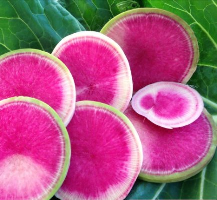 Watermelon Radish Seeds, 120+ Premium Heirloom Seeds, ON SALE!, (Isla's Garden Seeds), Non Gmo Organic, 99.7% Purity, 90% Germination, Survival Seeds, Highest Quality!