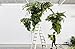 Loose Leaf: Plants - Flowers - Projects - Inspiration