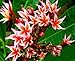 10 Fresh Seeds Plumeria Agave Rare Real Star www