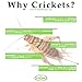 Cricket Flours: Pure Cricket Powder 3.5 oz (Made from Real Edible Insects in Portland, OR) Great High Protein Option for Shakes, Baking, & Recipes