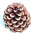 Natural Ponderosa Pine Cones Unique Home Holiday Decoration 3 to 4