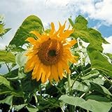 MAMMOTH SUNFLOWER grey stripe BULK 1000 seeds by Honeyman Farms