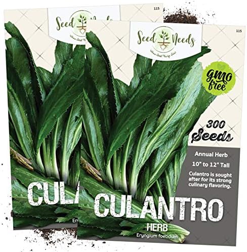 culantro plants