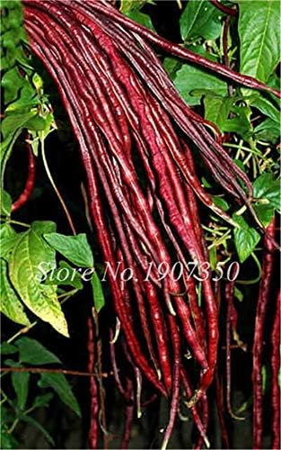 SVI frescas 100 Pcs orgánicos semillas vegetales frijoles para ...
