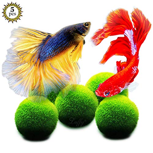 Luffy Large Marimo Moss Balls for Betta Fish, 1.5 Inches, Aesthetically Beautiful Plants, Create Healthy Environment for Aquatic Pets, Natural Toys for Betta Fish, Aquarium Safe, 5 Pack - Thumbnail 2