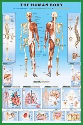 PopArtUK Huge Laminated The Human Body Anatomy Educational Poster Measures 36 x 24 inches (90 x61cm)