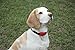 Pet Tag Classic No Bark Collar, Red, Small.