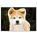 PUPPIES postcard set of 20 postcards. Puppy post card variety pack. Made in USA.