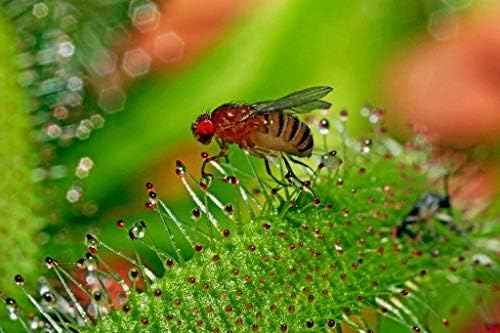True Source Seeds - White Flower Cape Sundew South African Drosera CAPENSIS Carnivorous 10 Seeds