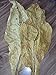Virginia Bright Tobacco Seed Famous For Cigarette Prepper Barter
