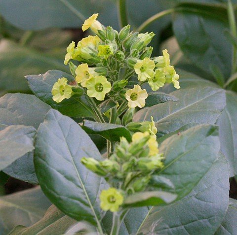 does pan parag have tobacco Pan Parag Pan Masala Supreme 100G Can Fresh! Export Quality! #35043