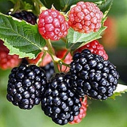5 Triple Crown Thornless Blackberry PlantsProduce Sweet
