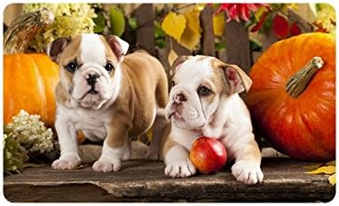 Lovely Two Bulldog Dogs Playing Apple Durable Home Indoor/Outdoor Floor Mat Doormats 30 x 18 inches(Large)