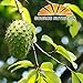 100% Natural Soursop Tea by Source Nutrition - Pure Graviola Tea, Cut and Sifted Leaves, High in Acetogenins - 30 Tea Bags With Resealable Pouch (Soursop Tea)